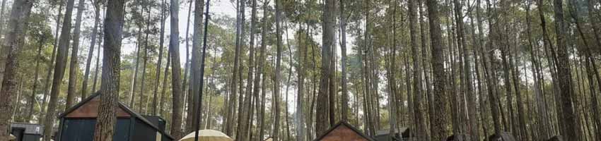 Orchid Forest Cikole